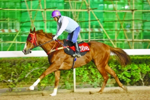 澳門今晚開特馬四不像圖,澳門今晚開特馬四不像圖，警惕背后的風(fēng)險與違法犯罪問題