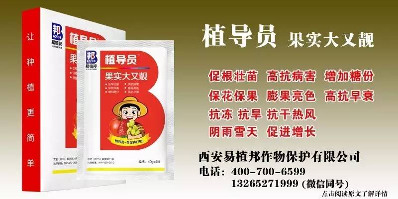 澳門王中王100%期期中一期,澳門王中王100%期期中一期，揭秘彩票背后的秘密與策略探討