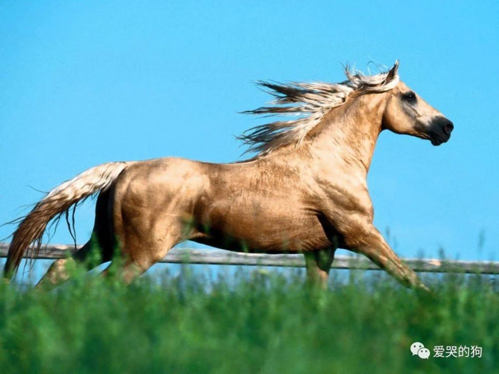 今晚澳門特馬開什么今晚四不像,今晚澳門特馬開什么，探索未知與理性看待四不像