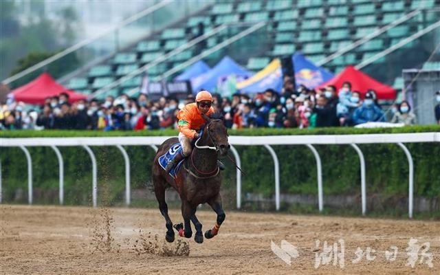 新澳今天開(kāi)什么特馬,新澳今日賽馬結(jié)果揭秘，探尋特馬的勝利軌跡