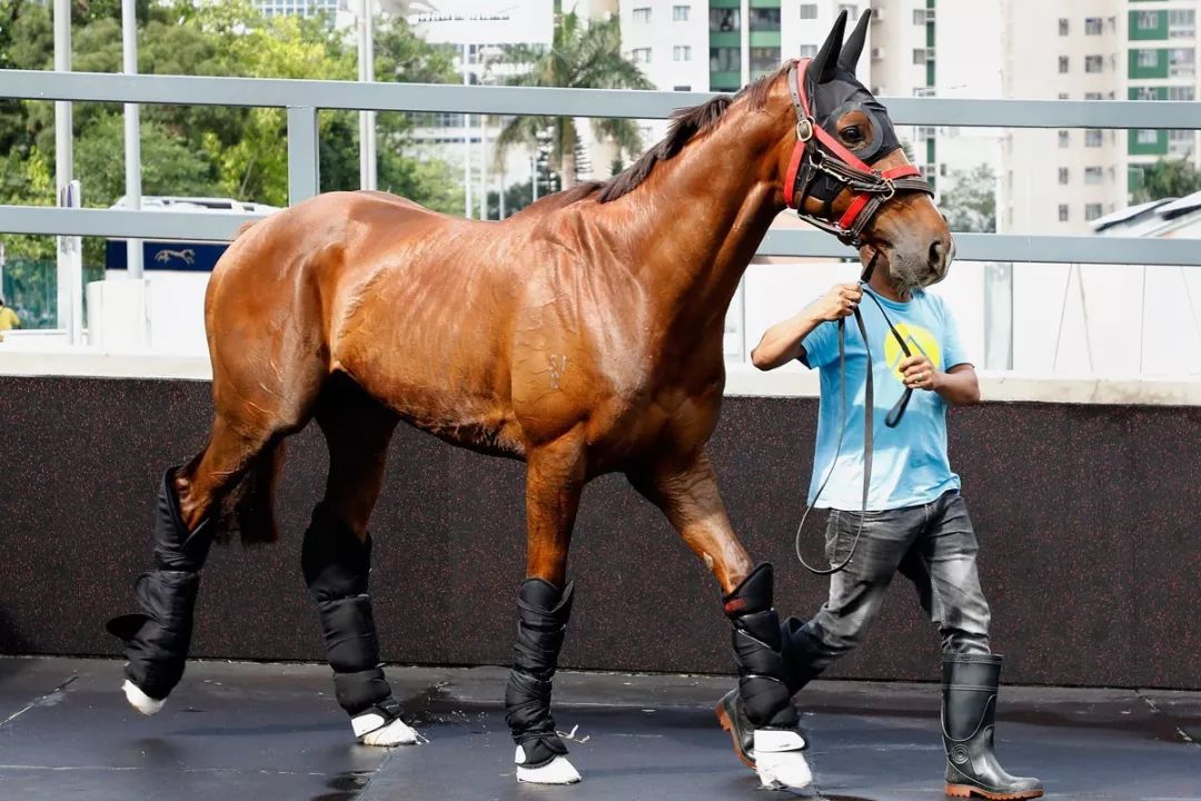 今晚澳門特馬開什么今晚四不像,今晚澳門特馬開什么，探索未知的神秘世界與四不像的魅力