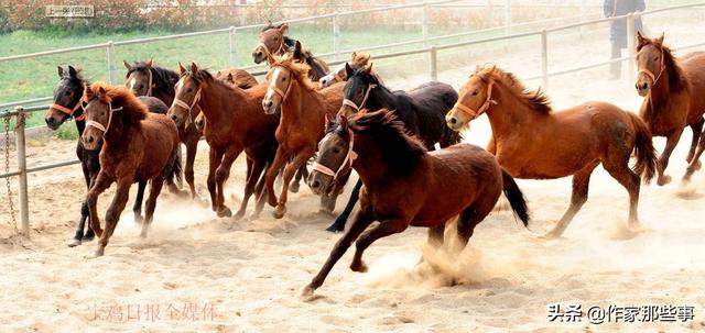 2024今晚澳門開特馬四不像,探索澳門特馬，四不像的魅力與期待